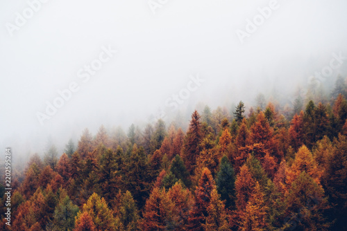 Nature background with colorful autumn forest surrounded by white haze in the Alps. Mountain landscape.