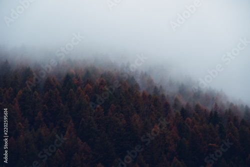 Dark and moody mountain view with coniferous treetops surrounded by fog. Natural texture for background.