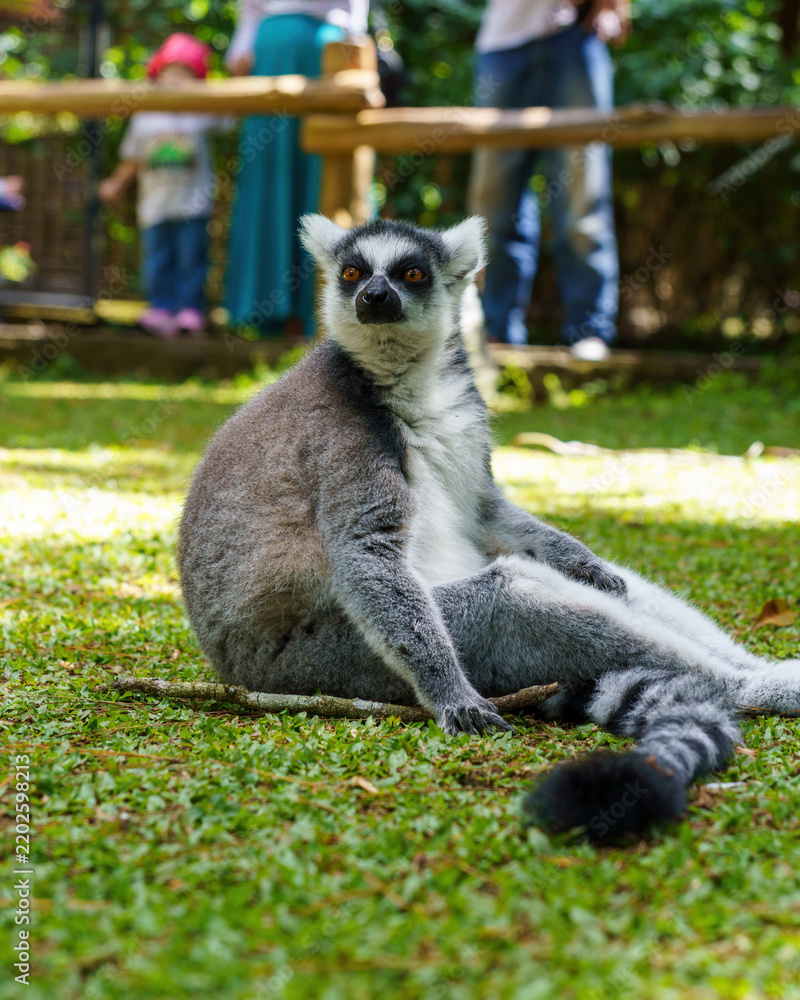 Obraz premium Ring-tailed lemur relaxing on green grass at a wildlife park