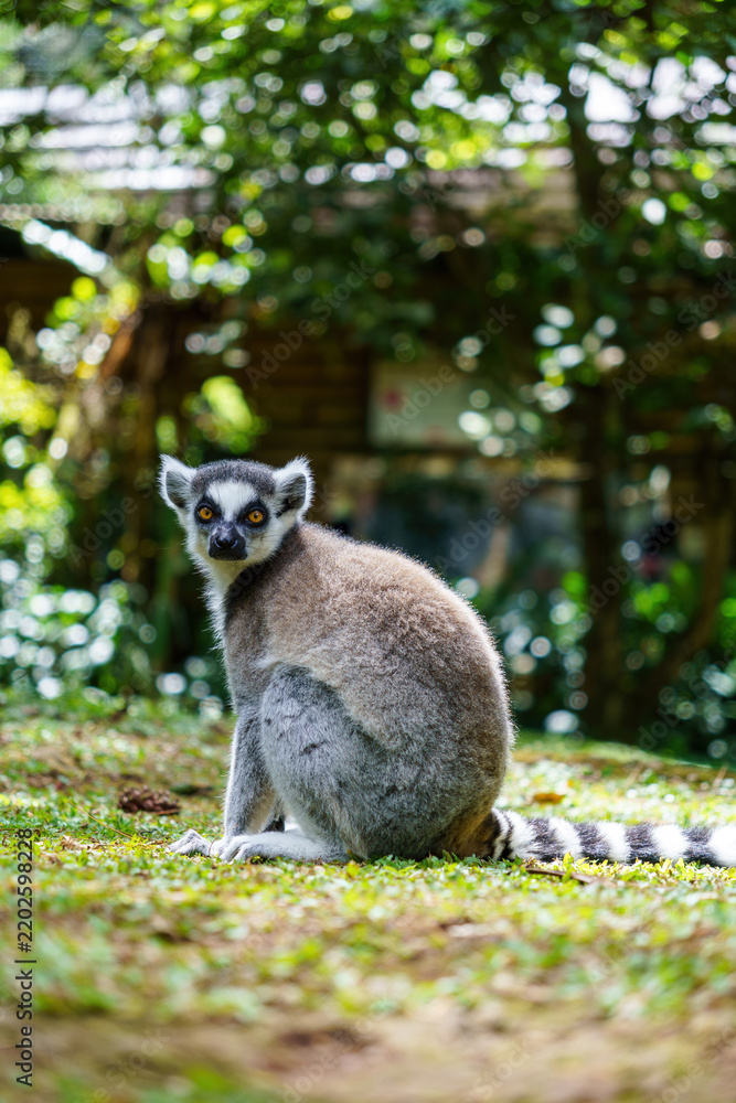 Fototapeta premium Ring-tailed lemur sitting on the grass looking directly at the camera in a lush park