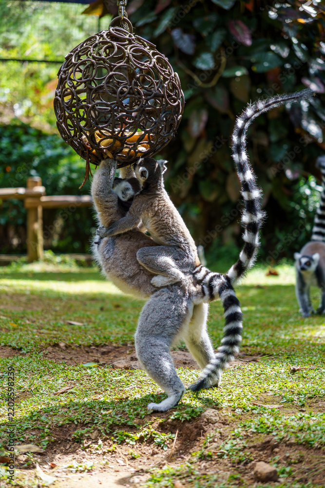 Obraz premium Ring-tailed lemur mother carrying a baby while standing to reach food from a hanging ball