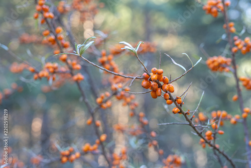 Foto Orange sea buckthorn berries growing on branches in daylight with blurred natura