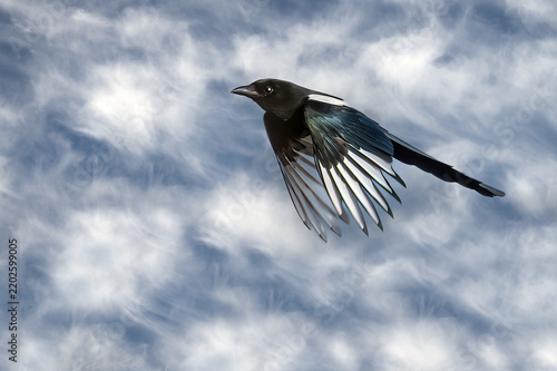 a magpie in flight against a blue sky