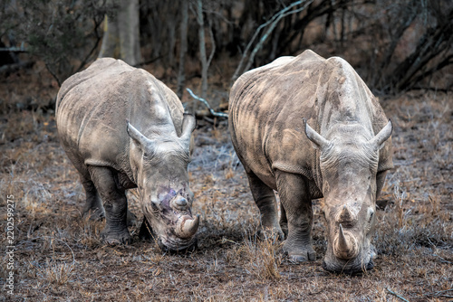 Two rhinoceroses in the savannah