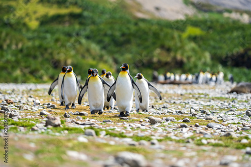 View of a group of king penguins walking across the rocky terrain of Fortuna Bay with green hills in the background in South Georgia and the South Sandwich Islands.