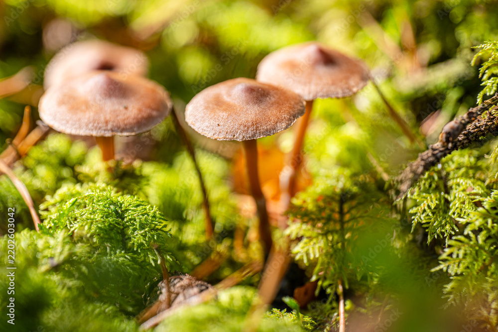 Fototapeta premium Mushrooms in the forest