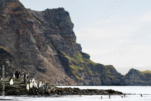 View of a colony of king penguins standing on a rocky outcrop at Saint Andrew's Bay with dramatic steep cliffs rising from the sea in South Georgia and the South Sandwich Islands.