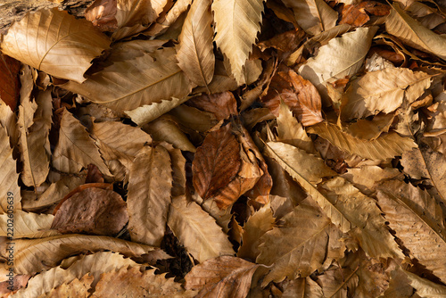 Gros plan sur des feuilles mortes au sol en automne, fond naturel brun