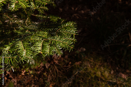 Branche de sapin vert éclairée par le soleil dans une forêt, fond sombre avec espace copie