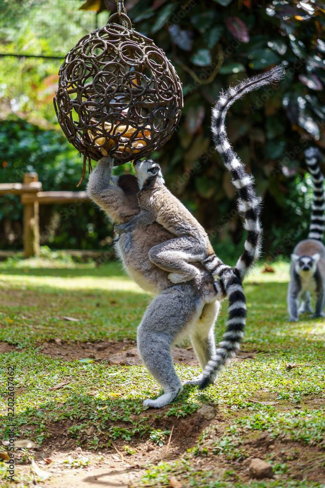Obraz premium Ring-tailed lemur mother carrying a clinging baby while reaching for food in a hanging metal ball