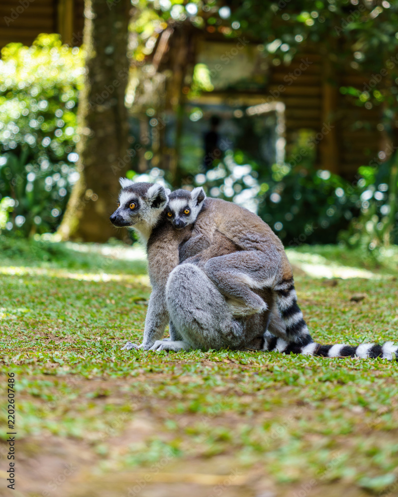 Fototapeta premium Ring-tailed lemur mother carrying her cute baby on the grass in a wildlife park