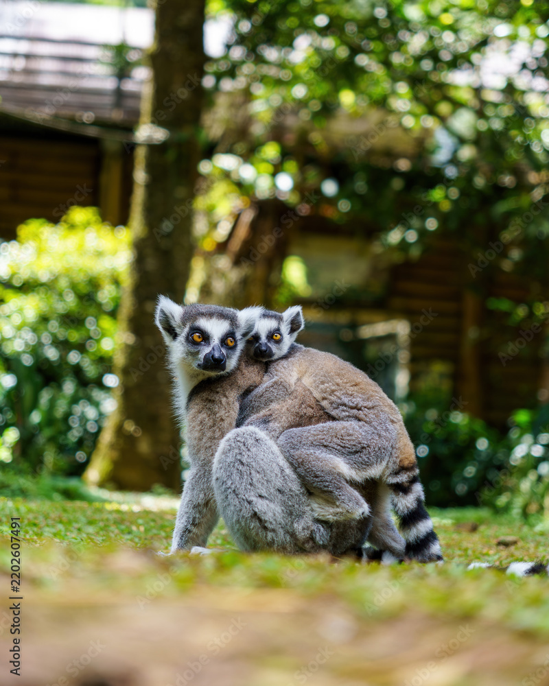 Obraz premium Alert ring-tailed lemur mother carrying her baby looking directly at the camera