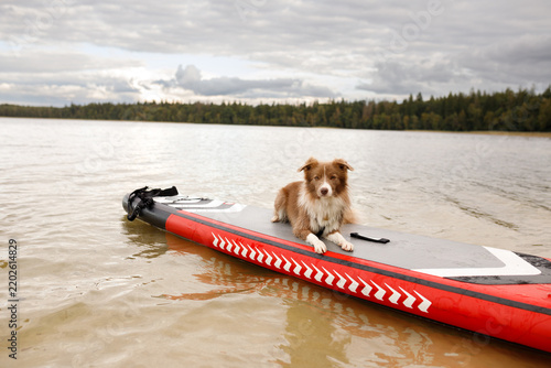 Картината върху платно Horizontal shot of a fluffy border collie dog lying down on a red inflatable SUP