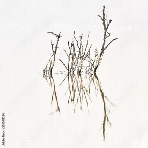 View of dead tree branches emerging from the calm, reflective water of a lake in a minimalist setting in Campogalliano, Emilia-Romagna, Italy.