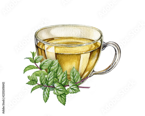 Mint tea in glass teacup with fresh herbal leaves isolated on background. Hand painted watercolor illustration for tea packaging, wellness branding, cafe menu, natural products and labels.
