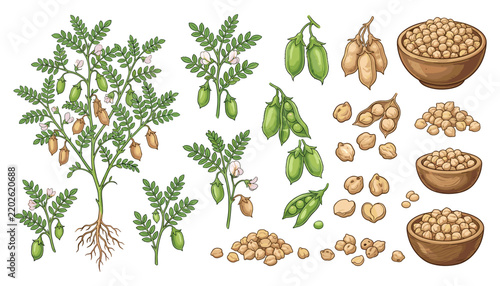 Hand Drawn Chickpea Collection with Garbanzo Bean Plant, Pods, Roots, Dried Seeds and Bowls of Legumes for Food Designs