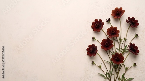 Top view of beautiful dark red cosmos flowers on a light beige background.