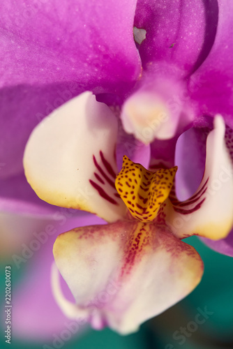 Macro shot of beautiful pink purple phalaenopsis orchid bloom with white and yellow center on turquoise background. Botanical floral close-up photography.