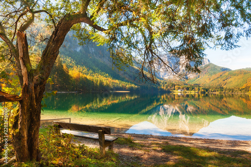 Yellow autumn trees on the shore of lake in Alps mountains, Austria. Bench under the old tree. Vorderer Langbathsee lake.