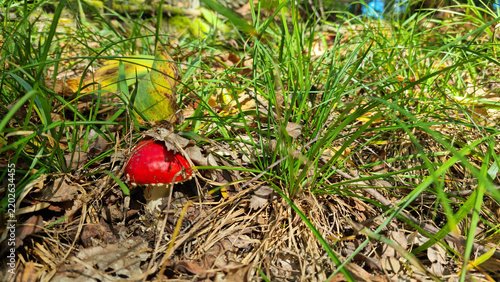 Fly-agaric in the wild. Natural texture for background