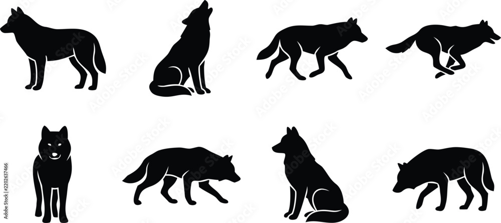 Obraz premium Black Wolf Silhouettes Standing Howling Running And Walking In The Wild