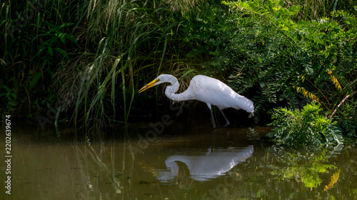 View of a great egret standing in the shallow water of a pond surrounded by lush greenery and tall grasses in Forest Park, St. Louis, Missouri, United States.