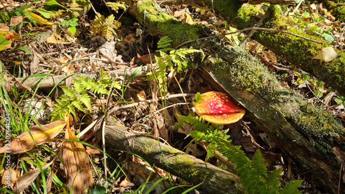 Fly-agaric in the wild. Natural texture for background