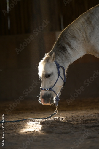 Weißes Pony steht mit gesenktem Kopf in einer staubigen Halle in einem durch Bretter fallendem Sonnenstrahl