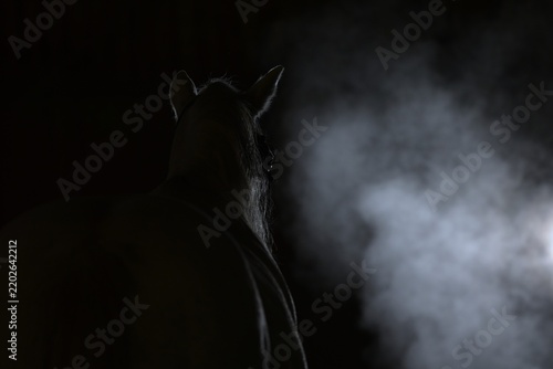 Düsteres geheimnisvolles Portrait eines Pferdes im Dunkeln mit Nebel, Lichtsaum