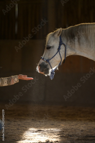 Kennenlernen. Weißes Pony steht mit Halfter in einer düsteren Halle vor einer geöffneten Hand