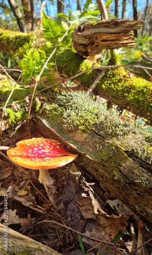 Fly-agaric in the wild. Natural texture for background