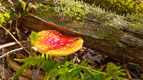 Fly-agaric in the wild. Natural texture for background