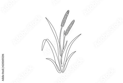 Line art illustration of wheat ears on stems.