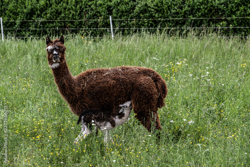 Fototapeta premium alpaka tier natur lama familie