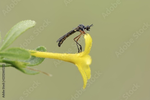 Dainty hawk fly (Dioctria bicincta) on a flower of shrubby jasmine (Chrysojasminum fruticans, Jasminum fruticans), Provence, Southern France