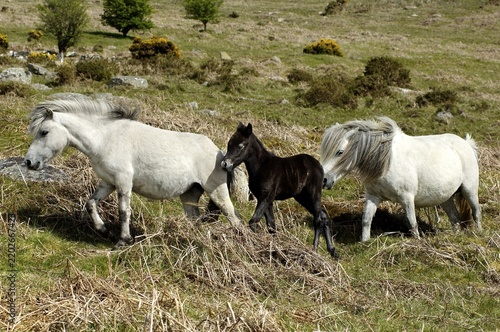 Pony with foal Dartmoor National Park Devon England