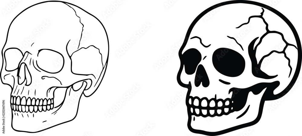 Fototapeta premium Detailed anatomical skull line art vector illustration featuring two distinct cranium styles with clean outlines for graphic design projects requiring high quality monochrome artistic creative assets.