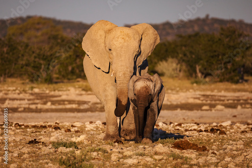 Elephant and young Elephant walking in etosha national park Namibia