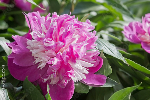 Pink flowering peony in the garden. One pink flower in close-up.