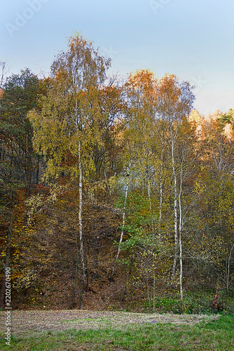 Autumn landscape golden autumn in the forest