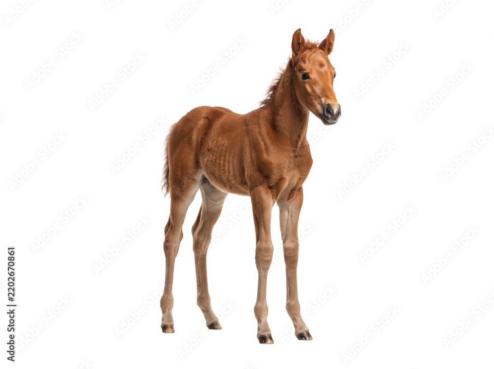Obraz premium Chestnut foal standing upright isolated on a transparent background
