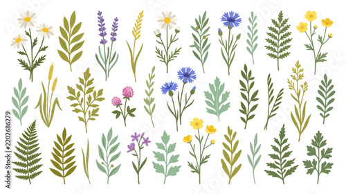 Botanical Collection: Wildflowers, Herbs, and Foliage Illustration