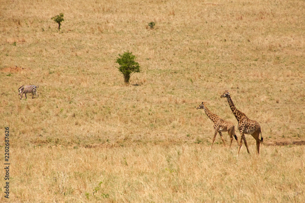 Obraz premium Zwei Massai-Giraffen und ein Zebra im trockenen Grasland