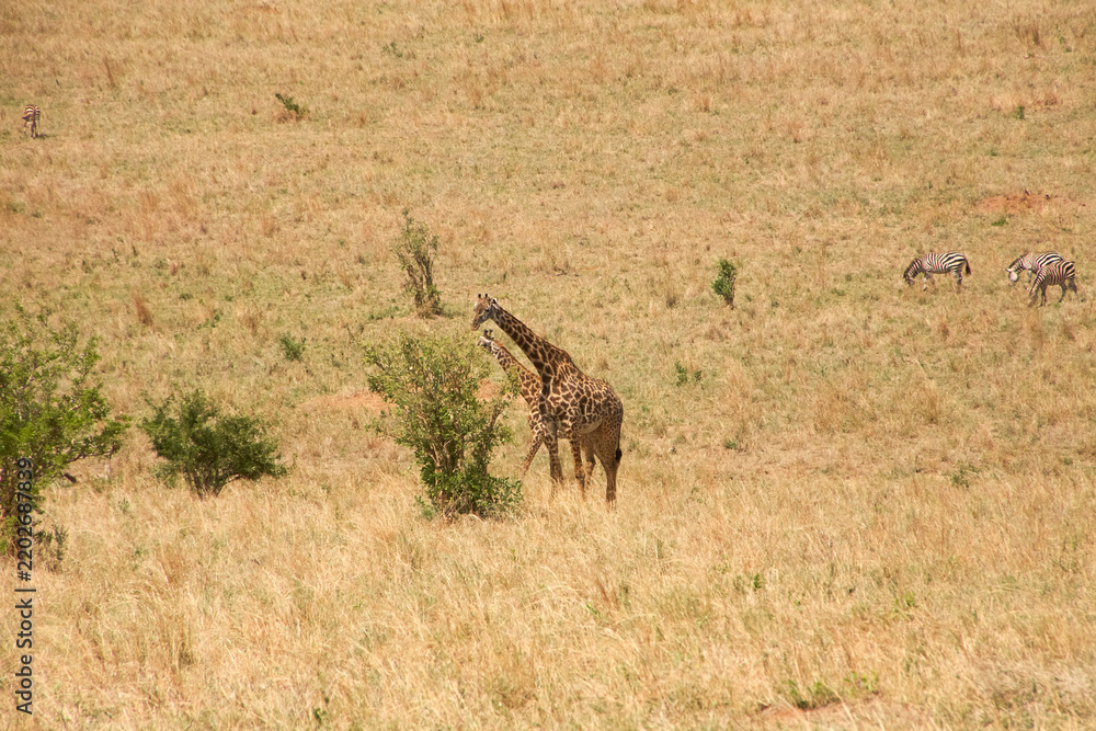 Obraz premium Massai-Giraffen und Zebras im trockenen Grasland der Serengeti