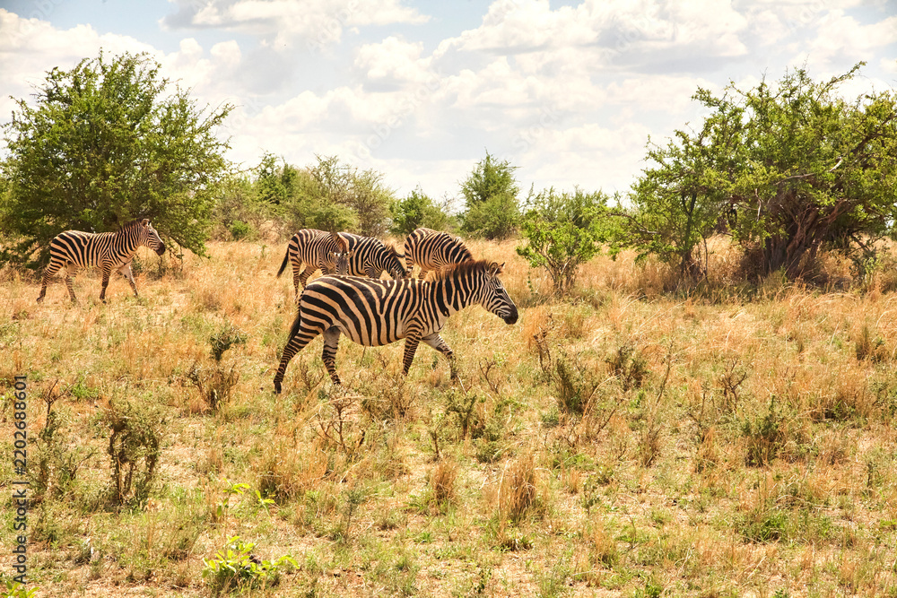 Obraz premium Zebraherde zieht durch trockenes Buschland der Serengeti