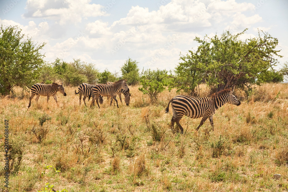 Fototapeta premium Zebras bewegen sich durch trockenes Grasland mit Dornbäumen