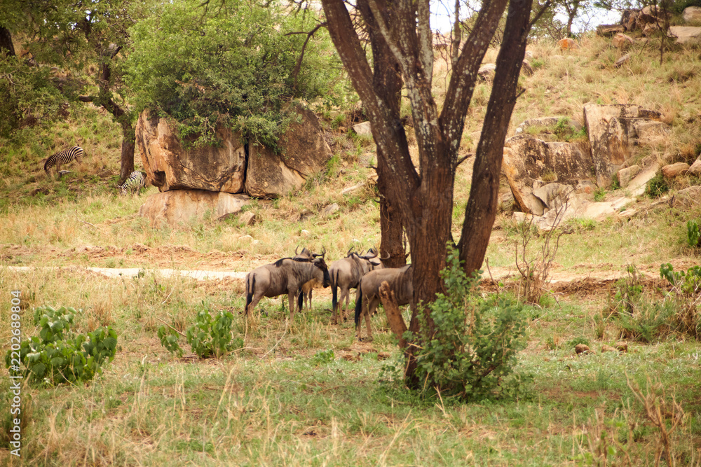 Obraz premium Weißbartgnus und Zebras zwischen Felsen in der Serengeti
