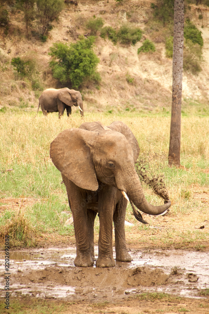 Fototapeta premium Afrikanischer Elefant auf schlammigem Boden in der Serengeti