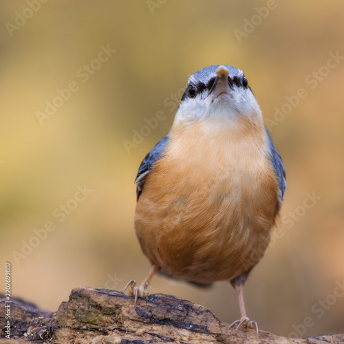 Eurasian nuthatch with autumnal background 