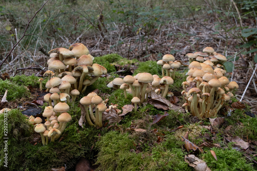 Fototapeta premium Large cluster of wild mushrooms growing on moss-covered woodland deadwood